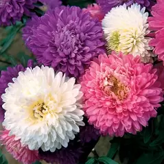 ASTER, CREGO MIXED - 1/4 OZ EACH