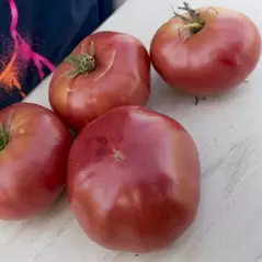 Tomato, Mortgage Lifter - 5,000 Seed Count