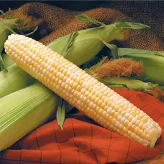 Corn, Providence - 1/2lb