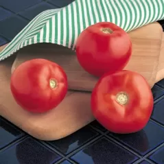 Tomato, Mountain Spring Hybrid 5000 Seed Count
