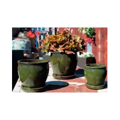 Verandah Butter Cup Size A Tgn