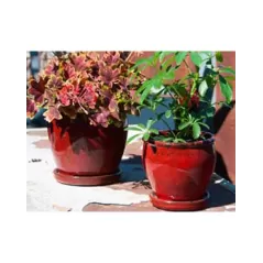 Verandah 7.5" Butter Cup Sz A Trd