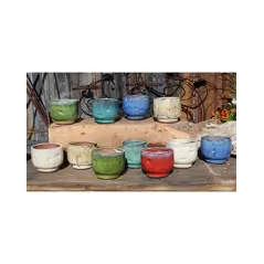PHG Finger Succulent Cup Mixed Set of 12