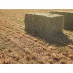 25 lb Bag Dryland Pasture Mix Grass Seed