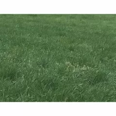 50 lb Bag Dryland Pasture Mix Grass Seed