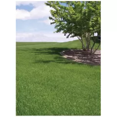 5 lb Bag Emerald III Tall Fescue Blend Grass Seed