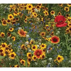 1 lb Bee Happy Pollinator Mix Flower Seed