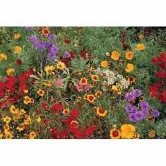 1 lb Low Grow Wildflower