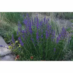 1 lb Rocky Mountain Wildflower Seed