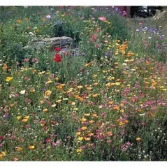 1 lb Western Wildflower Mix Seed