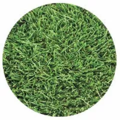 Delta Bluegrass Company Grass Seed | 12LC11