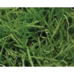 50 lb Bag Common Hulled Coated Bermuda Grass Seed 2 to 3 lb/10000 sq-ft Coverage