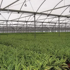 3.24 - 6.48 gpm Green with CVSM Pad Super Spray | SENSS120CVSM