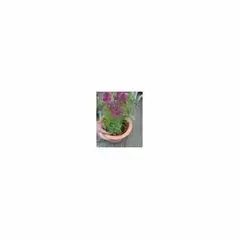 Rain Bird LDQ Polyethylene Landscape Dripline 1/4" x 100' 0.5 gph 12" Space Brown | X35203