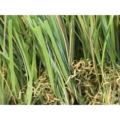 GST Super Natural 80 80 oz/yd2 Synthetic Turf, 80 oz/yd (H) 2 2" x (W) 15' | GSYSUPERNATURAL80