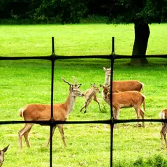 DEER FENCE, 7.5' X 100', C-Flex Plastic Mesh | CN100