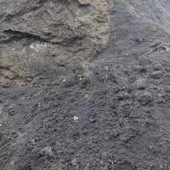 Mushroom Soil | MUSHROOMSOIL