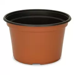 DLN 08.00X05.00 MUMPAN COEX TC/BLK 170/CS 45CS/PL