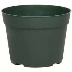 DLN 06.50 RND AZ TRAD T/W 300GN 240/CS 48CS/PL