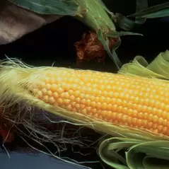 Corn, Incredible - 50lb