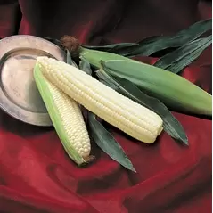 Corn, Silver Queen - 1lb