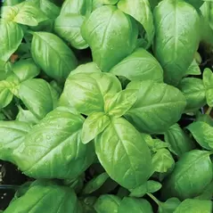 BASIL, SWEET - 1/2 OZ EACH