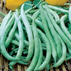 Beans, Tenderette Bush - 50lb