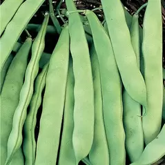 Beans, Roma II - 1/2lb