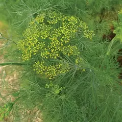 DILL, LONG ISLAND 1/2 LB EACH