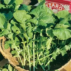 ARUGULA, ROCKET 1/2 OZ EACH