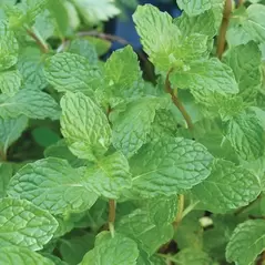 Peppermint 1 oz