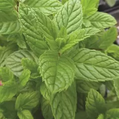 Spearmint 1/16 oz