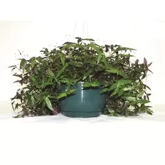 BLD 8" Green Hanging Basket W/Saucer & Wire Hanger 50/cs