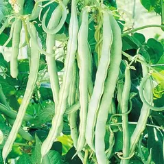 BEANS, BLUE LAKE FM1 POLE-1 LB EACH