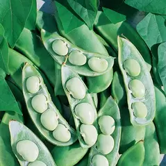 Limas, Fordhook 242 - 1/2lb