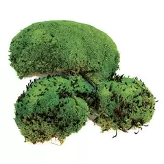 SuperMoss 200cu Bag Preserved Royal Pool Moss