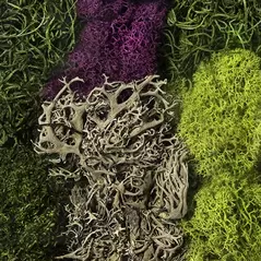 SuperMoss 8oz Moss Mix Assorted Best Sellers