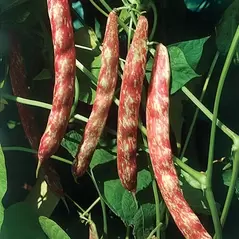 Beans, Taylor Horticulture Bush - 1/2lb