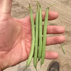 BEANS, STRIKE BUSH - TREATED 50