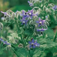 BORAGE - 1/2 OZ. EACH