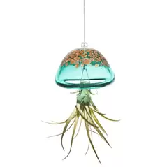 APM Air Plant Jellyfish Lake Green/Gold