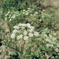 ANISE 1