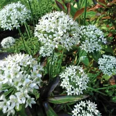 Garlic Chive 1 oz