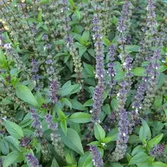 Basil, Licorice 1/16 oz