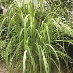 Lemon Grass 1/2 oz