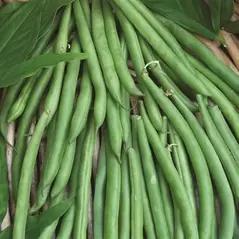 Beans, Contender Bush - 1lb
