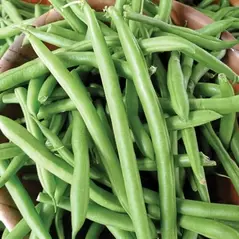 BEANS, TENDERGREEN STRINGLES 25