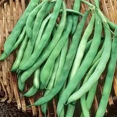 Beans, Kentucky Wonder Brown Pole - 1/2lb