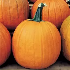 Pumpkin, Howden - 1/2lb