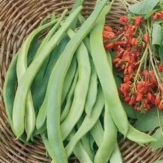 Beans, State Half Runner - 1/2lb